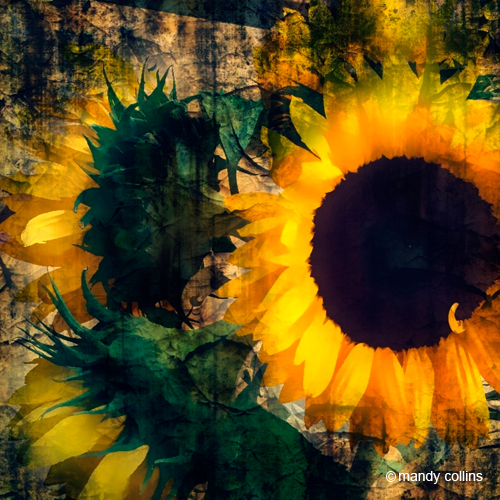 Glorious_Sunflowers